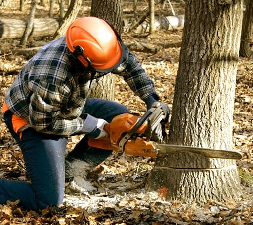 Tree Removal in Banner, MS